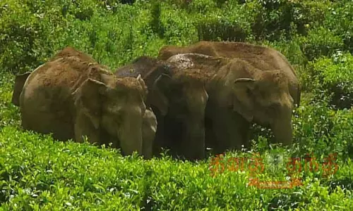 தேயிலை தோட்டங்களில் காட்டு யானைகள் முகாம்