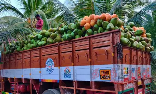 பொள்ளாச்சியில் இருந்து 4 லட்சம் இளநீர் ஏற்றுமதி