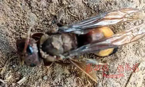 விஷ வண்டுகள் கடித்து பசுமாடு சாவு