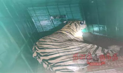 விராஜ்பேட்டையில் கடந்த 10 நாட்களாக தொடர் அட்டகாசம் செய்து வந்த புலி பிடிபட்டது விராஜ்பேட்டையில் கடந்த 10 நாட்களாக தொடர் அட்டகாசம் செய்து வந்த புலி பிடிபட்டது