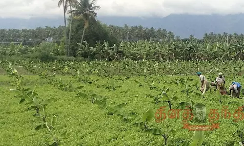 கொத்தமல்லி தழை விளைச்சல் அமோகம்; விவசாயிகள் மகிழ்ச்சி