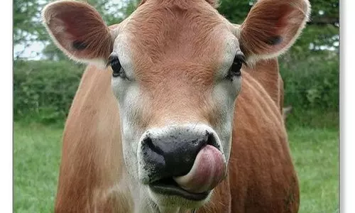 கறவை மாடுகள் வாங்க மானியத்துடன் கடன்உதவி கறவை மாடுகள் வாங்க மானியத்துடன் கடன்உதவி