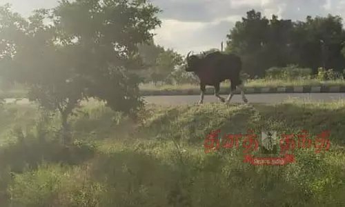 காட்டெருமை சுற்றி திரிவதால் பரபரப்பு