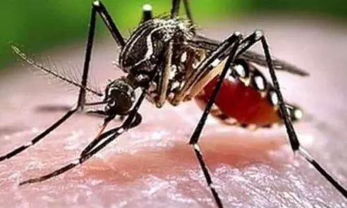 கொசு மருந்து தெளிக்கும் பணி தீவிரம்