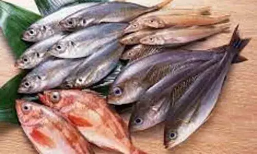 ராமேசுவரம், பாம்பன் பகுதியில் மீன்கள் விலை குறைந்ததால் மீனவர்கள் ஏமாற்றம்