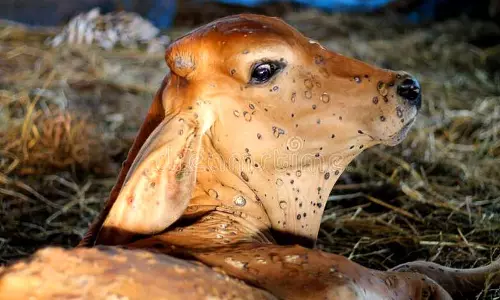மாடுகளுக்கு பரவும் தோல் கட்டி நோய் மும்பைக்குள் நுழைந்தது மாடுகளுக்கு பரவும் தோல் கட்டி நோய் மும்பைக்குள் நுழைந்தது