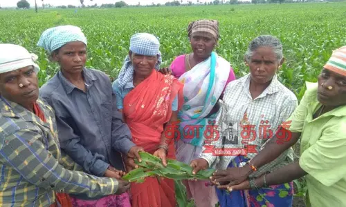 மக்காச்சோள பயிர்களில் மீண்டும் அமெரிக்கன் படைப்புழு தாக்குதல்
