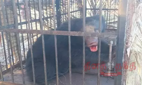 அட்டகாசம் செய்த கரடி கூண்டில் சிக்கியது அட்டகாசம் செய்த கரடி கூண்டில் சிக்கியது