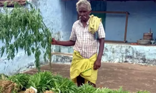 ஈரோடு: சோளப் பயிர்களுக்கு இடையே கஞ்சா செடிகள் பயிரிட்ட விவசாயி கைது ஈரோடு: சோளப் பயிர்களுக்கு இடையே கஞ்சா செடிகள் பயிரிட்ட விவசாயி கைது