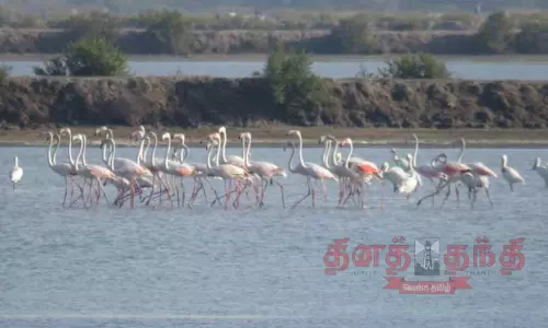 கோடியக்கரை சரணாலயத்தில் குவியும் வெளிநாட்டு பறவைகள்