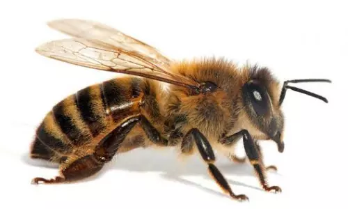 தேனீக்கள் கொட்டி 3 பேர் படுகாயம்