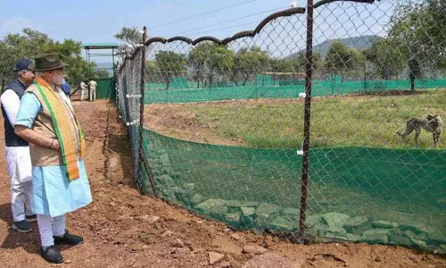 சிறுத்தைகளை விடும் நிகழ்ச்சி: பிரதமர் மோடிக்காக மரங்கள் வெட்டப்பட்டதா? -மத்தியபிரதேச வனத்துறை விளக்கம்