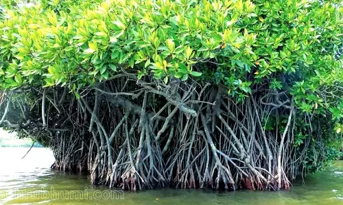 நவிமும்பையில் லாரிகளை நிறுத்த 20 ஏக்கர் மாங்குரோவ் காடுகள் அழிப்பு- கலெக்டரிடம் புகார்