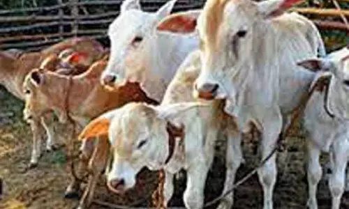 தண்ணீர் குடிக்க சென்ற 3 மாடுகள் செத்தன