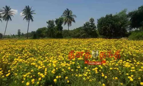 பூத்துக்குலுங்கும் சாமந்தி பூக்கள்