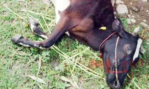 கார் மோதி மாடு செத்தது கார் மோதி மாடு செத்தது