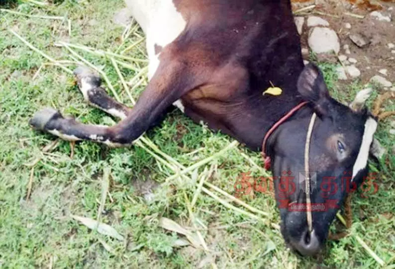 கார் மோதி மாடு செத்தது கார் மோதி மாடு செத்தது