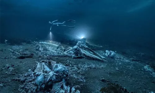 கடலில் புதைந்துள்ள திமிங்கல கல்லறைகளை அற்புதமாக படம்பிடித்த சுவீடன் புகைப்படக் கலைஞருக்கு ஸ்கூபா டைவிங் 2022 விருது! கடலில் புதைந்துள்ள திமிங்கல கல்லறைகளை அற்புதமாக படம்பிடித்த சுவீடன் புகைப்படக் கலைஞருக்கு ஸ்கூபா டைவிங் 2022 விருது!