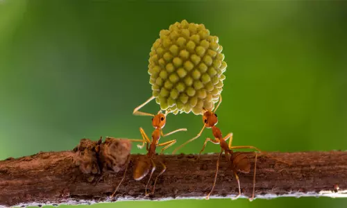 என்கிட்ட வச்சுக்காதே... மலைக்க வைக்கும் எறும்புகளை பற்றிய சுவாரசிய தகவல்கள்