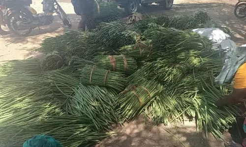 10 டன் முருங்கைக்காய் கொள்முதல் 10 டன் முருங்கைக்காய் கொள்முதல்