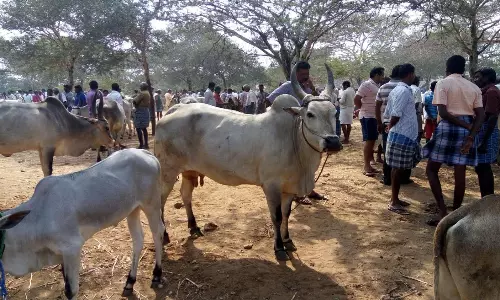 காங்கயம் இனமாடுகள் ரூ.27 லட்சத்துக்கு விற்பனை காங்கயம் இனமாடுகள் ரூ.27 லட்சத்துக்கு விற்பனை