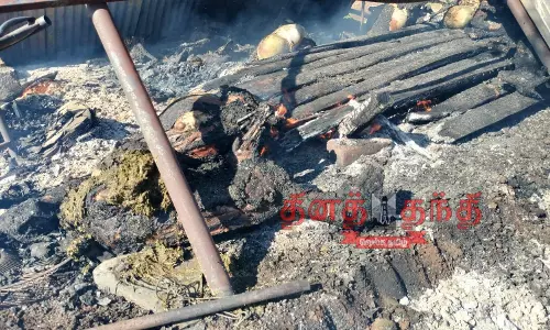 கொட்டகையில் தீ; 20 ஆடுகள் சாவு கொட்டகையில் தீ; 20 ஆடுகள் சாவு