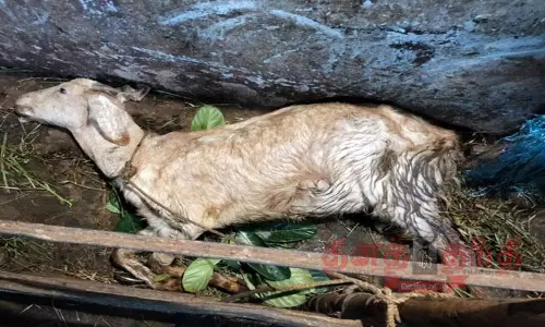 பந்தலூர் அருகே சிறுத்தைகள் தாக்கி 3 ஆடுகள் சாவு பந்தலூர் அருகே சிறுத்தைகள் தாக்கி 3 ஆடுகள் சாவு