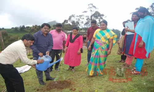 நடுவட்டத்தில் பசுமை இயக்கத் திட்டம்:பேரூராட்சிகளின் உதவி இயக்குனர் மரக்கன்று நட்டார் நடுவட்டத்தில் பசுமை இயக்கத் திட்டம்:பேரூராட்சிகளின் உதவி இயக்குனர் மரக்கன்று நட்டார்