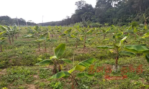 தொடர் மழையால் விவசாய நிலங்களில் வெள்ளம்: முதுமலை ஊராட்சியில் 7 ஆயிரம் வாழைகள் பாதிப்பு தொடர் மழையால் விவசாய நிலங்களில் வெள்ளம்: முதுமலை ஊராட்சியில் 7 ஆயிரம் வாழைகள் பாதிப்பு
