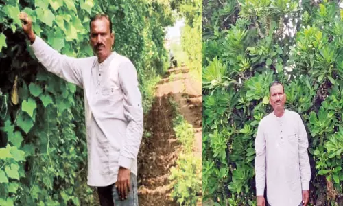 கற்றாழை மனிதன் உருவாக்கிய உயிர் வேலி கற்றாழை மனிதன் உருவாக்கிய உயிர் வேலி