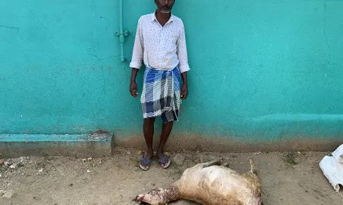 வேப்பனப்பள்ளி அருகே மர்ம விலங்கு கடித்து 6 ஆடுகள் செத்தன வேப்பனப்பள்ளி அருகே மர்ம விலங்கு கடித்து 6 ஆடுகள் செத்தன