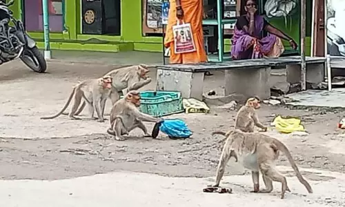 குரங்குகள் அட்டகாசத்தால் கதறும் கிராம மக்கள் கூண்டு வைத்து பிடிக்கப்படுமா? குரங்குகள் அட்டகாசத்தால் கதறும் கிராம மக்கள் கூண்டு வைத்து பிடிக்கப்படுமா?