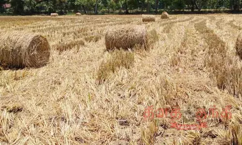 வைக்கோல் விலை கடும் சரிவு வைக்கோல் விலை கடும் சரிவு