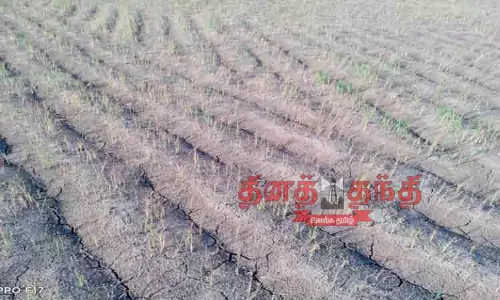 தண்ணீரின்றி கருகும் மானாவாரி நெல் பயிர்கள் தண்ணீரின்றி கருகும் மானாவாரி நெல் பயிர்கள்