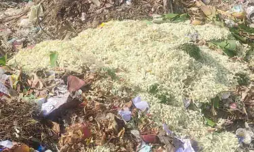 சம்பங்கி பூ பறிக்கும் கூலியை விட விலை குறைவாக விற்பனை சம்பங்கி பூ பறிக்கும் கூலியை விட விலை குறைவாக விற்பனை