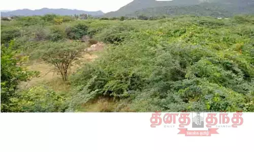 வடக்கு ஏரியை ஆக்கிரமித்துள்ள சீமைக்கருவேல மரங்களால் நிலத்தடி நீர்மட்டம் பாதிப்பு வடக்கு ஏரியை ஆக்கிரமித்துள்ள சீமைக்கருவேல மரங்களால் நிலத்தடி நீர்மட்டம் பாதிப்பு