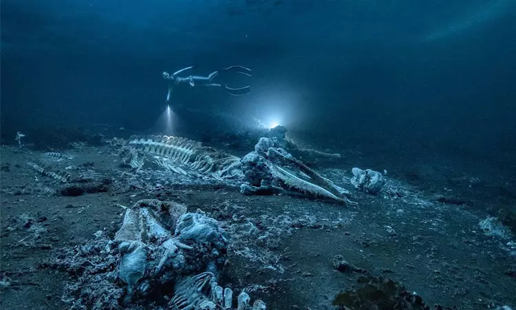 கடலில் புதைந்துள்ள திமிங்கல கல்லறைகளை அற்புதமாக படம்பிடித்த சுவீடன் புகைப்படக் கலைஞருக்கு ஸ்கூபா டைவிங் 2022 விருது!