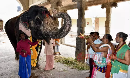பழனி முருகன் கோவிலில் நவராத்திரி விழா