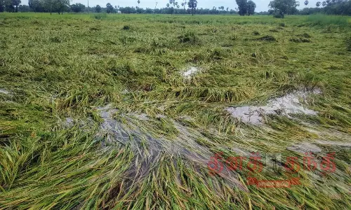 அறுவடைக்கு தயாரான 1,000 ஏக்கர் நெற்பயிர்கள் சாய்ந்தன