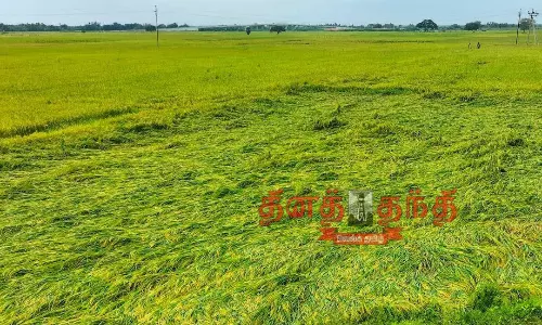 அறுவடைக்கு தயாராக இருந்த 2 ஆயிரம் ஏக்கர் நெற்பயிர்கள் நீரில் மூழ்கின