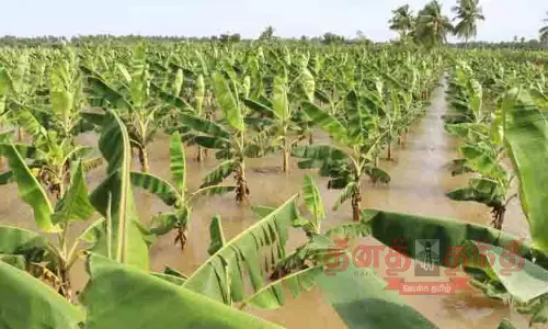 வாழைகள் மழைநீரில் மூழ்கின
