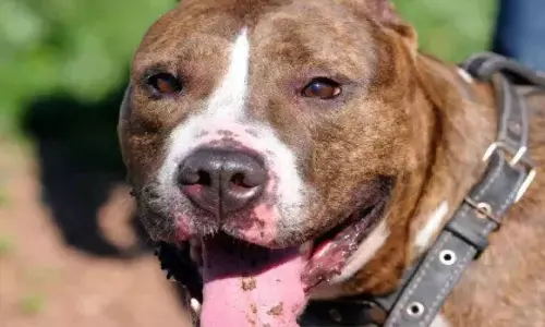 தொடரும் பிட்புல் நாய்களின் தாக்குதல்- கான்பூரில் ராட்வீலர், பிட்புல் நாய்களை வளர்க்க அதிரடி தடை..!!