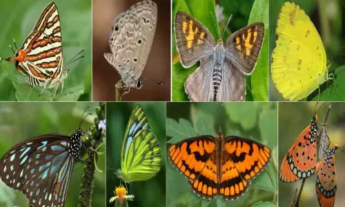 101 வண்ணத்து பூச்சி வகைகள் கண்டுபிடிப்பு