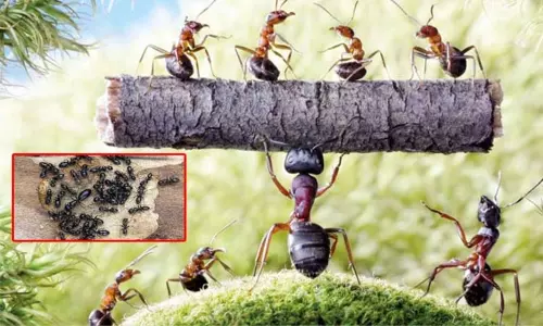 உலகை மிரட்டும் எறும்புகளின் எண்ணிக்கை..! - வெளியான அதிர்ச்சி அறிக்கை