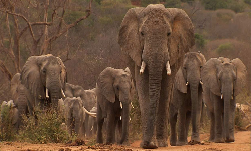 காபி தோட்டத்திற்குள் புகுந்து 2 காட்டுயானைகள் அட்டகாசம்; கிராம மக்கள் பீதி காபி தோட்டத்திற்குள் புகுந்து 2 காட்டுயானைகள் அட்டகாசம்; கிராம மக்கள் பீதி