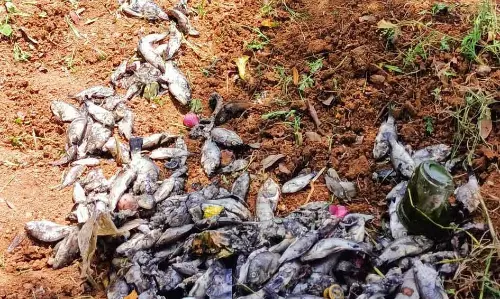 குளத்தில் செத்து மிதந்த மீன்கள்