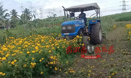 செண்டுமல்லி பூச்செடிகளை டிராக்டரால் அழித்த விவசாயிகள் செண்டுமல்லி பூச்செடிகளை டிராக்டரால் அழித்த விவசாயிகள்