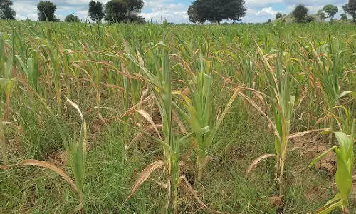 மழை பெய்யாததால், தாளவாடி மலைப்பகுதியில் மக்காச்சோள பயிர்கள் காய்ந்து கருகும் நிலை- விவசாயிகள் வேதனை