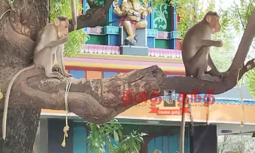 கோவில்பட்டி நகரில்  குரங்குகள் அட்டகாசத்தால்   பொதுமக்கள் அச்சம்