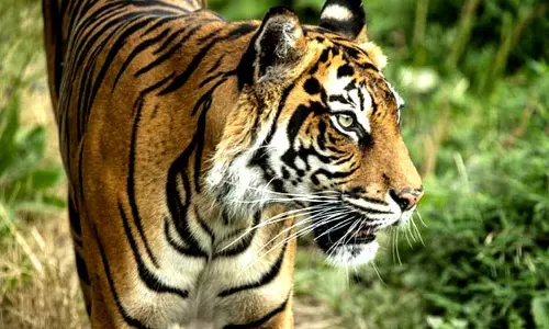 சந்திராப்பூரில் புலி தாக்கி பெண் பலி சந்திராப்பூரில் புலி தாக்கி பெண் பலி